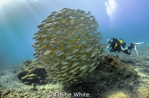 Diver with schooling roncadores, Alcala, Tenerife by Elaine White 